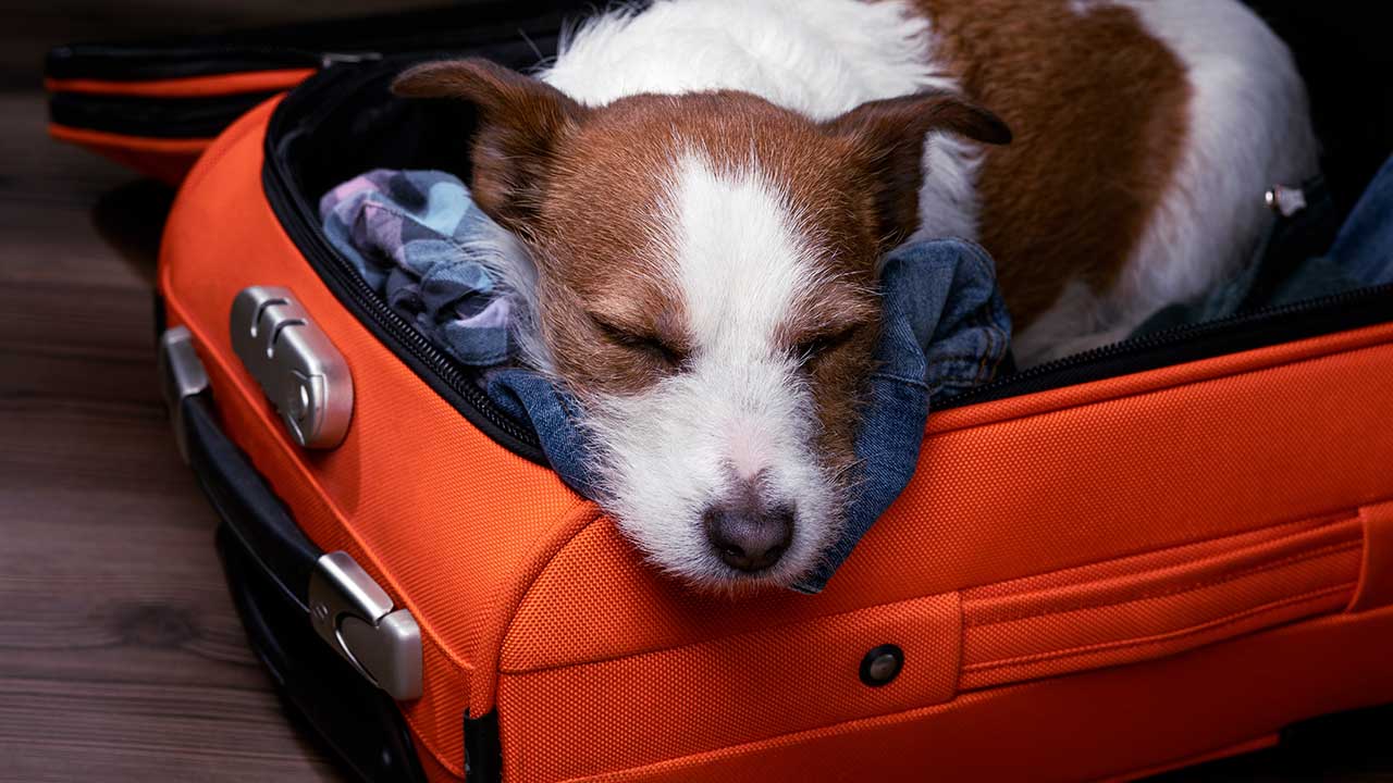 What Can I Give My Dog to Sleep While Traveling