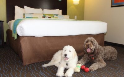 What Hotels Allow Dogs near Me