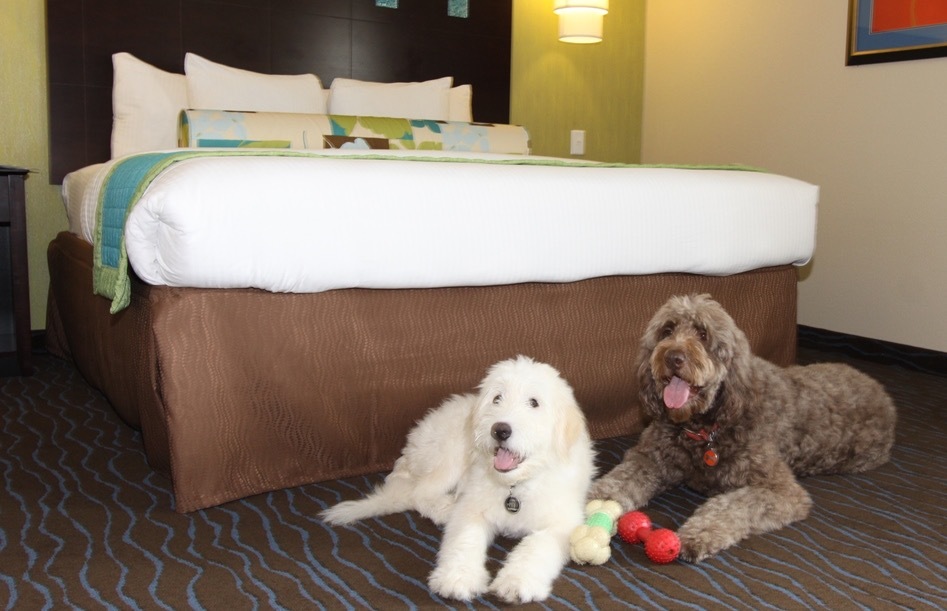 What Hotels Allow Dogs near Me
