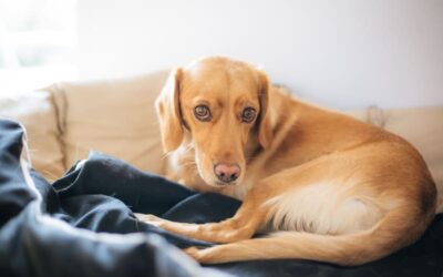 Can I Put Jojoba Oil on My Dog?: Safe Pet Care Tips