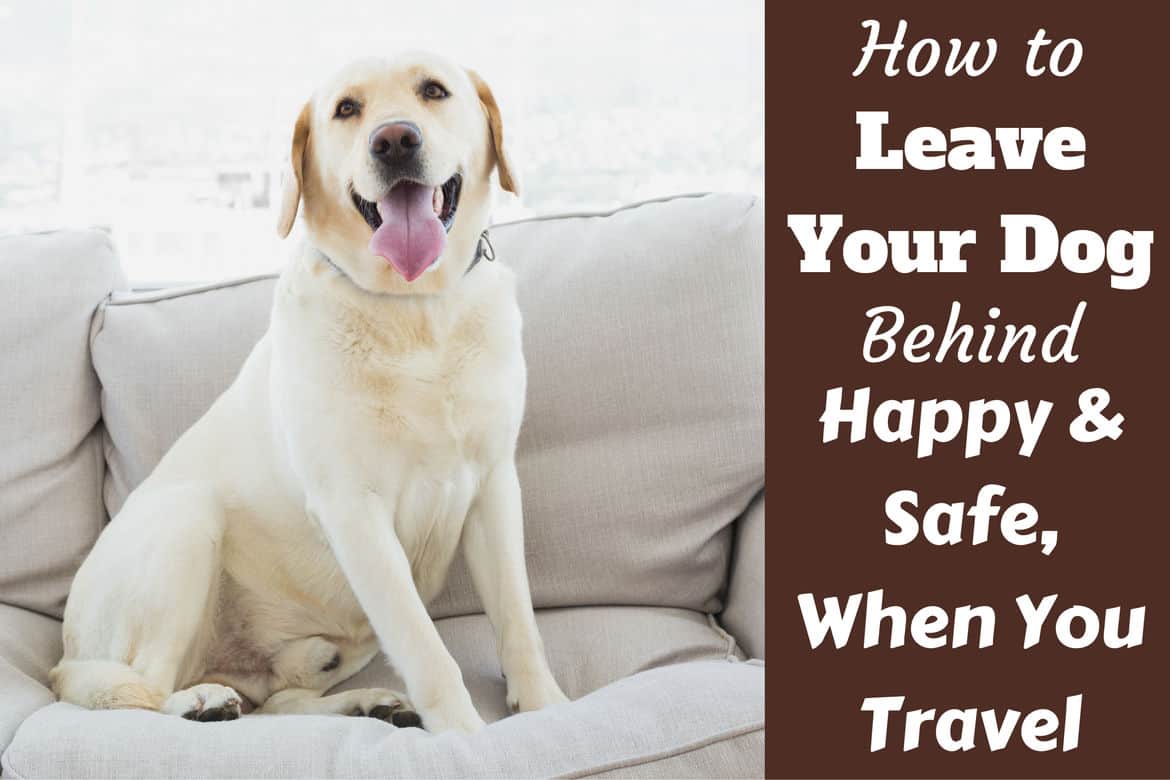 What to Do With Your Dog When You Travel