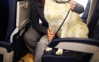 Which Airline Allows Dogs in Cabin