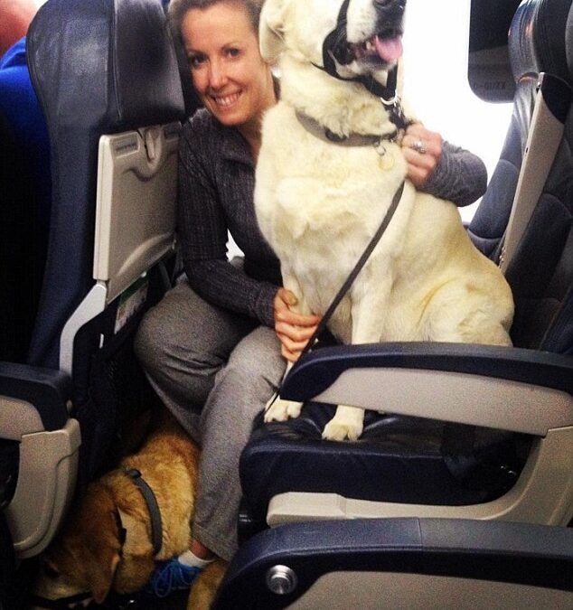 Which Airline Allows Dogs in Cabin