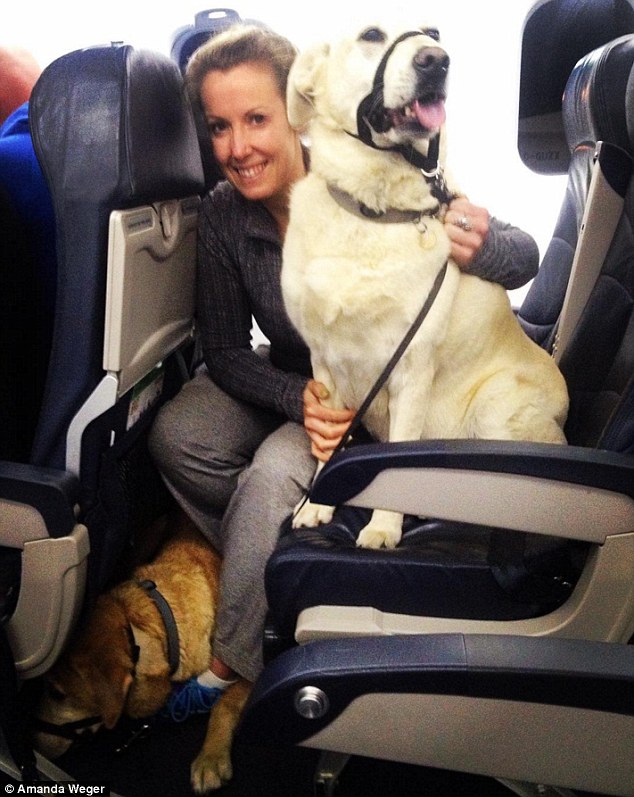 Which Airline Allows Dogs in Cabin