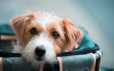 Which Airlines Allow Big Dogs in Cabin