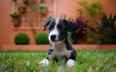 Which Airlines Allows Dogs in Cabin