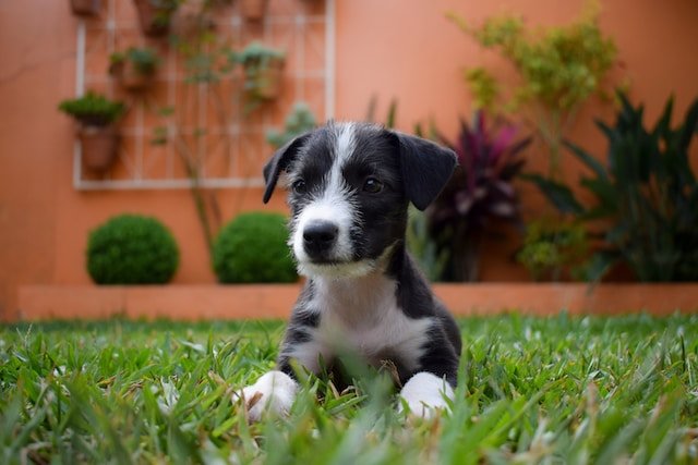 Which Airlines Allows Dogs in Cabin